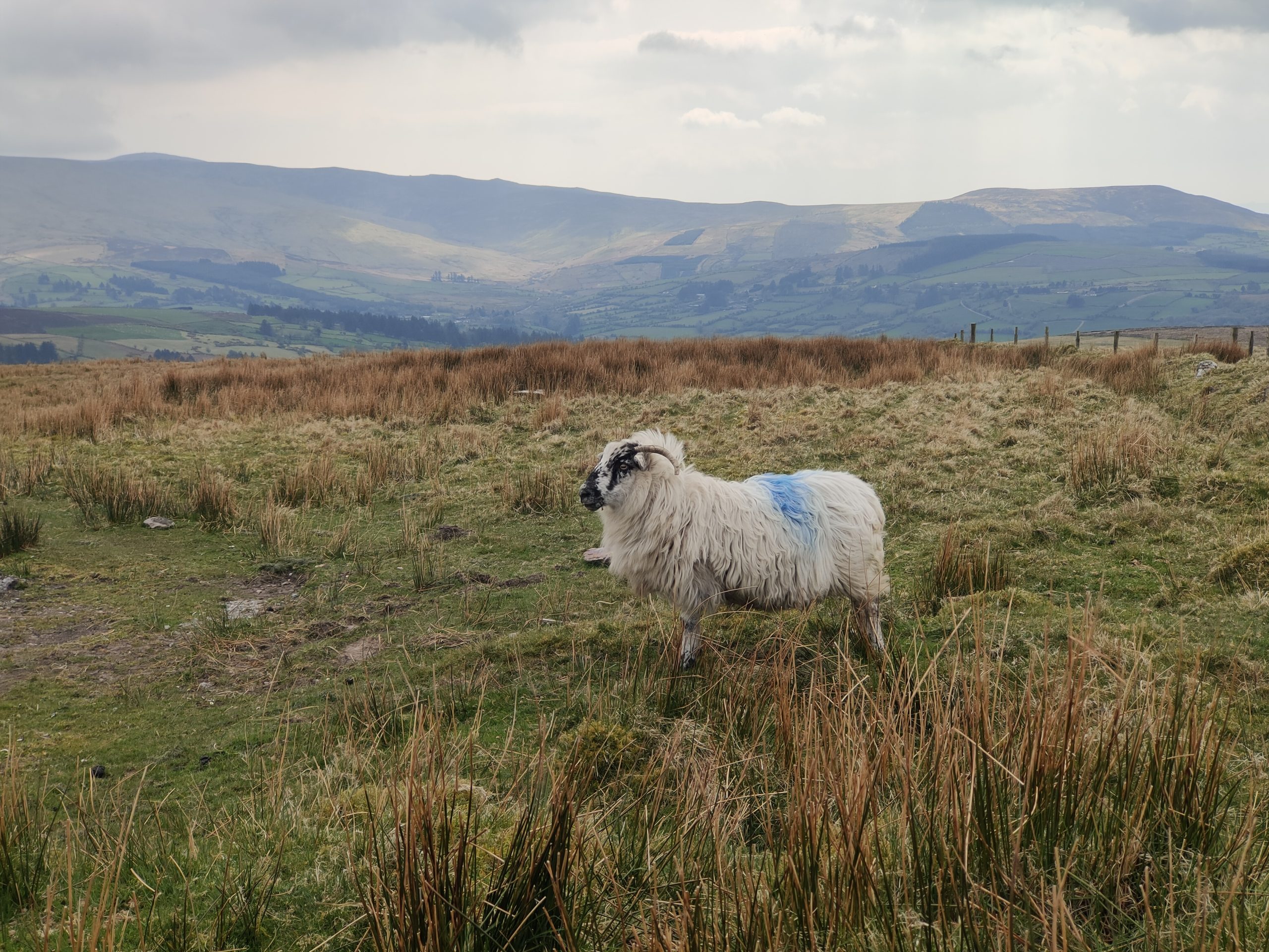 The Comeragh Mountains Challenge